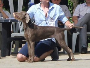 slovakian-pointer-z-mlihostovskych-poli-(5)
